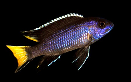  Аки Темно-синий (Gephyrochromis acei "Itungi")